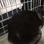 Kocurek poz. 26/195/K