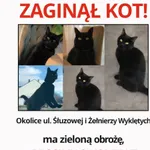 Zaginął kot, Bolesławiec, 19 kwietnia 2026