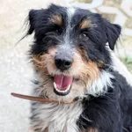 Pies do adopcji, Korabiewice, 19 kwietnia 2026