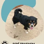 Znaleziono psa, Dąbrówka, 18 kwietnia 2026