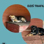 Znaleziono psa, Dąbrówka, 18 kwietnia 2026