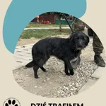 Znaleziono psa, Dąbrówka, 18 kwietnia 2026