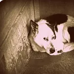 Pies do adopcji, Zgierz, 18 kwietnia 2026