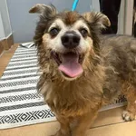 Znaleziono psa, Sosnowiec, 18 kwietnia 2026