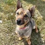 Pies do adopcji, Konin, 15 marca 2026