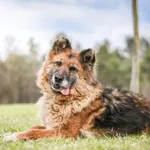 Pies do adopcji, Radom, 20 kwietnia 2026