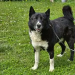 Pies do adopcji, Ropczyce, 20 kwietnia 2026