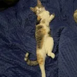 Zaginął kot, Łódź, 20 kwietnia 2026