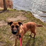 Pies do adopcji, Konin, 16 lutego 2026