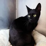 Kot do adopcji, Konin, 12 sierpnia 2021