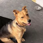 Zaginął pies, Strzałków, 21 kwietnia 2026