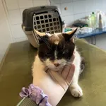 Znaleziono kota, Lublin, 20 kwietnia 2026