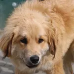 Pies do adopcji, Nowy Dwór Mazowiecki, 20 kwietnia 2026