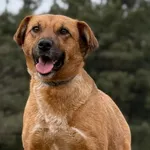 Pies do adopcji, Pieczyska, 21 kwietnia 2026