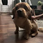 Znaleziono psa, Łódź, 21 kwietnia 2026