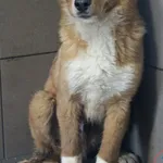 Pies do adopcji, Grudziądz, 18 marca 2026
