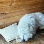 Pies do adopcji, Rytlów, 22 kwietnia 2026