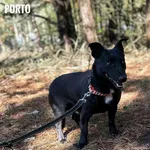 Pies do adopcji, Rytlów, 22 kwietnia 2026