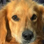 Pies do adopcji, Zgierz, 21 kwietnia 2026