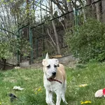 Pies do adopcji, Bydgoszcz, 22 kwietnia 2026