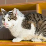 Kot do adopcji, Bydgoszcz, 22 kwietnia 2026