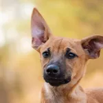 Pies do adopcji, Nowodwór, 21 kwietnia 2026