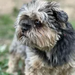 Pies do adopcji, Bydgoszcz, 22 kwietnia 2026