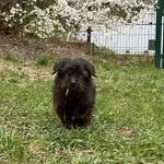 Pies do adopcji, Bydgoszcz, 22 kwietnia 2026