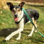 Pies do adopcji, Dłużyna Górna, 22 kwietnia 2026