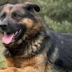 Pies do adopcji, Pieczyska, 22 kwietnia 2026