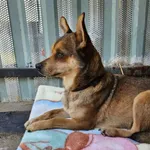 Pies do adopcji, Milanówek, 23 kwietnia 2026