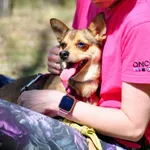 Pies do adopcji, Milanówek, 11 maja 2026