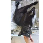 Kot do adopcji, Wrocław, 8 kwietnia 2026