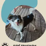 Znaleziono psa, Dąbrówka, 21 kwietnia 2026