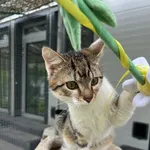 Kot do adopcji, Tychy, 29 marca 2026