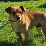 Pies do adopcji, Ropczyce, 24 kwietnia 2026