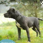 Pies do adopcji, Dąbrówka, 23 kwietnia 2026