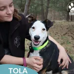 Pies do adopcji, Dąbrówka, 23 kwietnia 2026