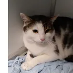 Znaleziono kota, Białystok, 24 kwietnia 2026