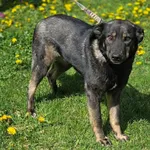 Pies do adopcji, Zgierz, 18 kwietnia 2026