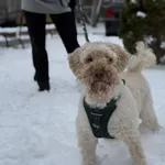 Holly