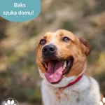 Pies do adopcji, Dąbrówka, 23 kwietnia 2026