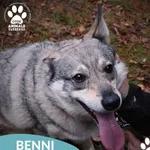 Pies do adopcji, Dąbrówka, 23 kwietnia 2026