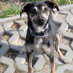 Pies do adopcji, Korabiewice, 24 kwietnia 2026