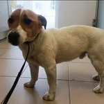 Znaleziono psa, Grudziądz, 24 kwietnia 2026