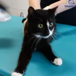 Znaleziono kota, Szczecin, 24 kwietnia 2026