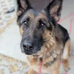 Pies do adopcji, Korabiewice, 24 kwietnia 2026