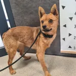 Przyjęty: 2026-04-24 Gmina: Morawica Płeć: Suka Opis: mieszaniec, rude