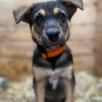 Oddam psa, Olsztyn, 26 kwietnia 2026