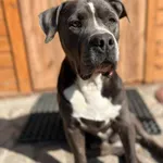 Oddam psa, Olsztyn, 26 kwietnia 2026